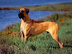 Great Dane Profile